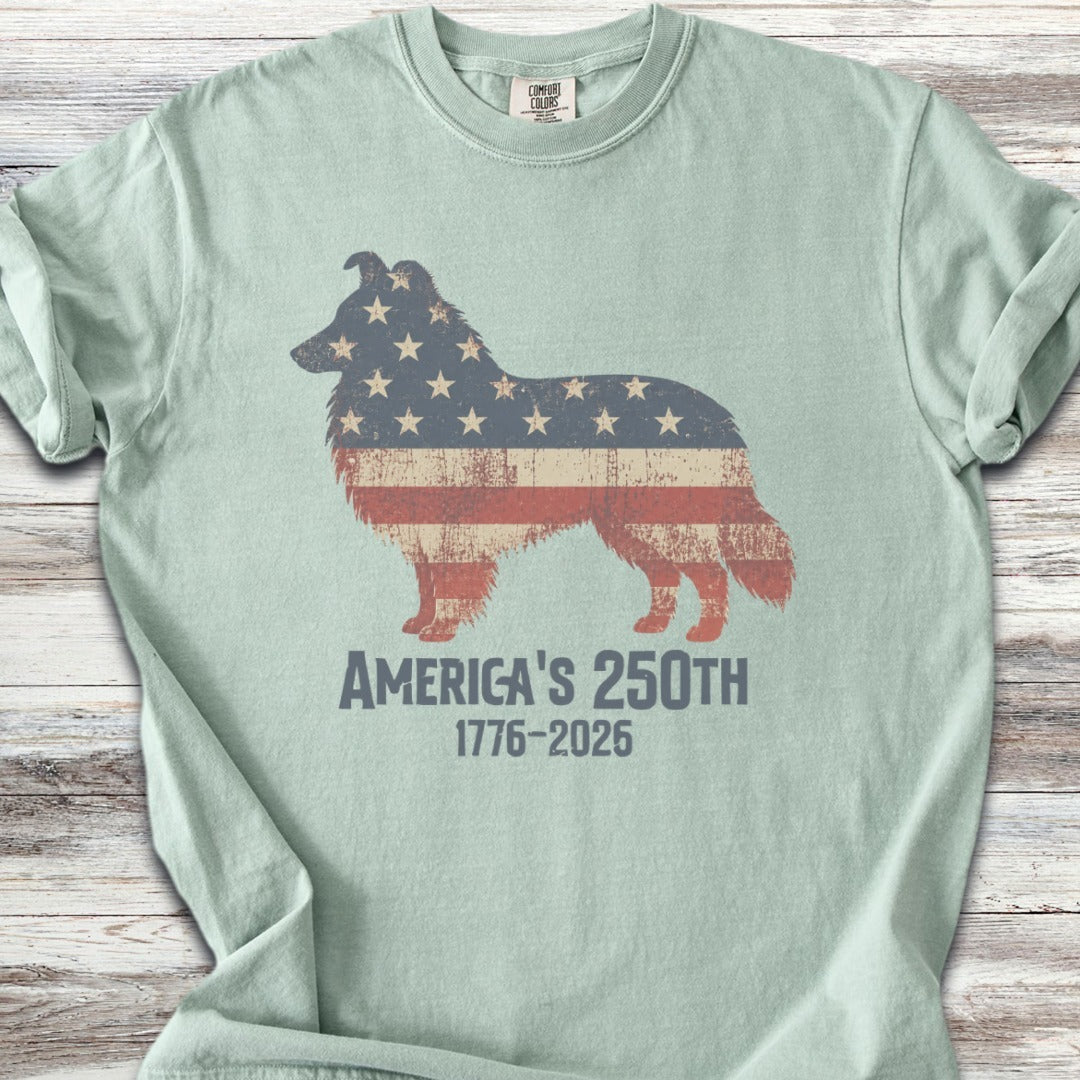Shetland Sheepdog 250 - Bay