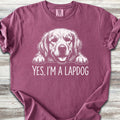 Golden Retriever Lapdog - Berry