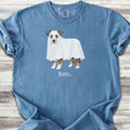 American Shepherd Boo - Blue Jean